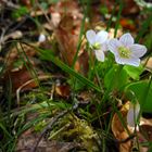 Frühlingserwachen