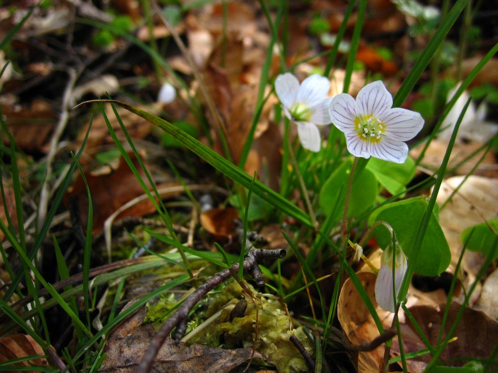 Frühlingserwachen by M.Steinberg 