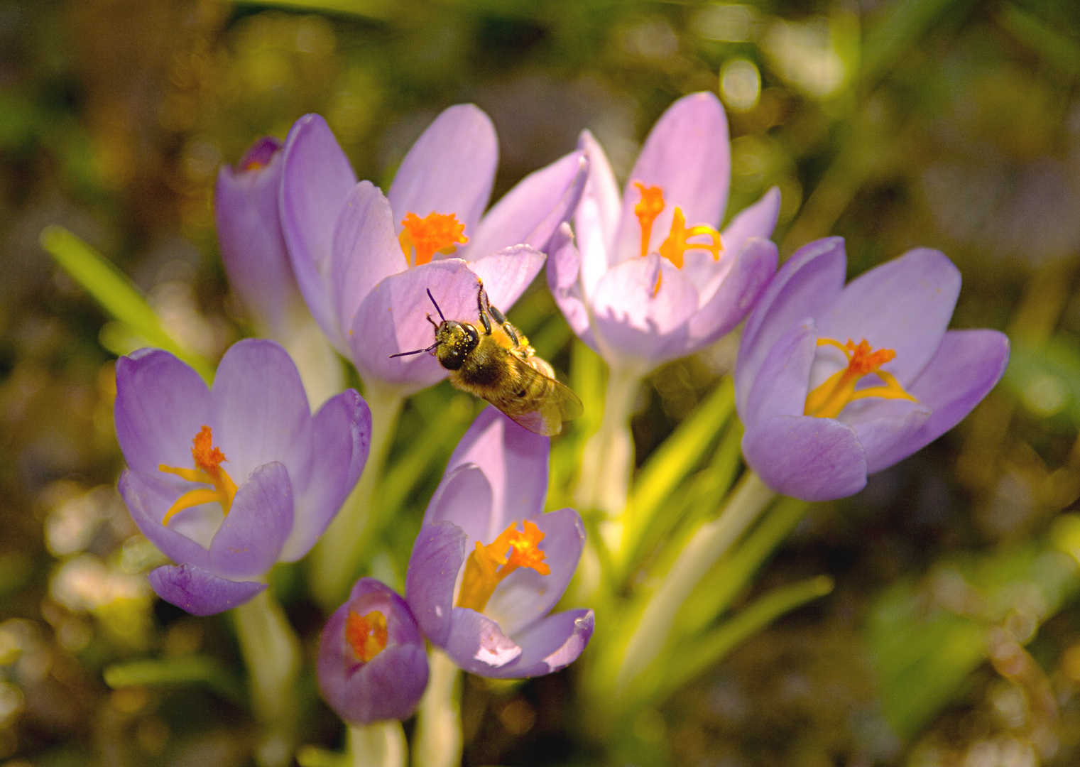 FRÜHlingserwachen