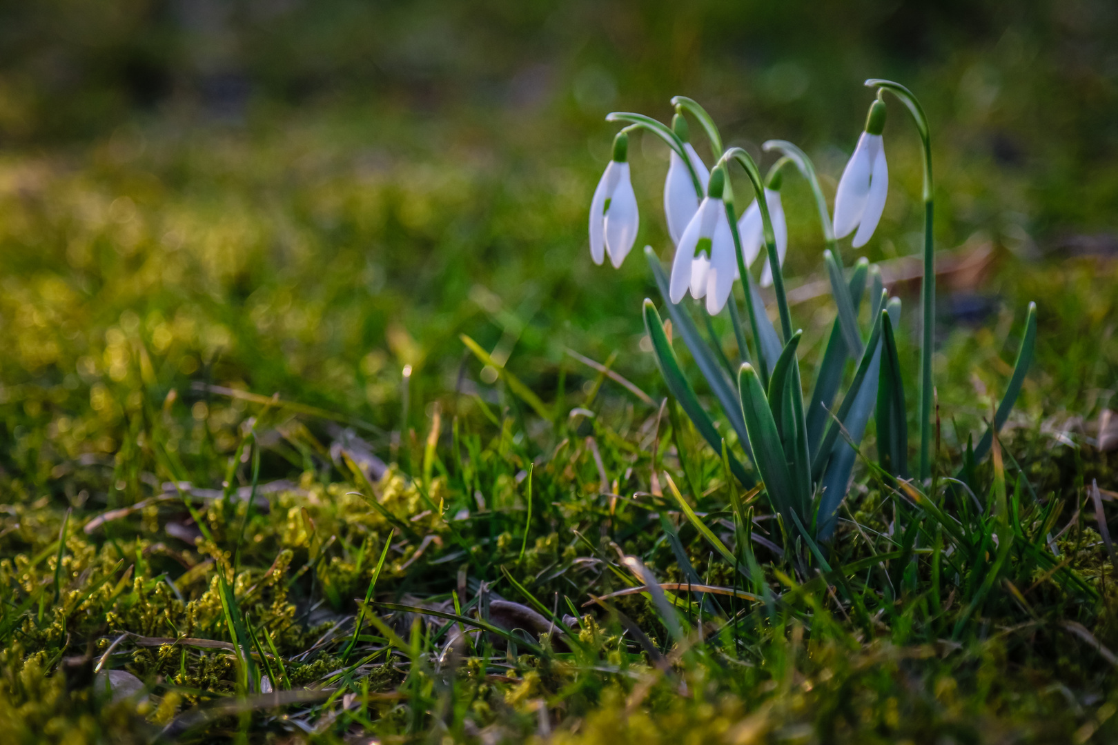 Frühlingserwachen