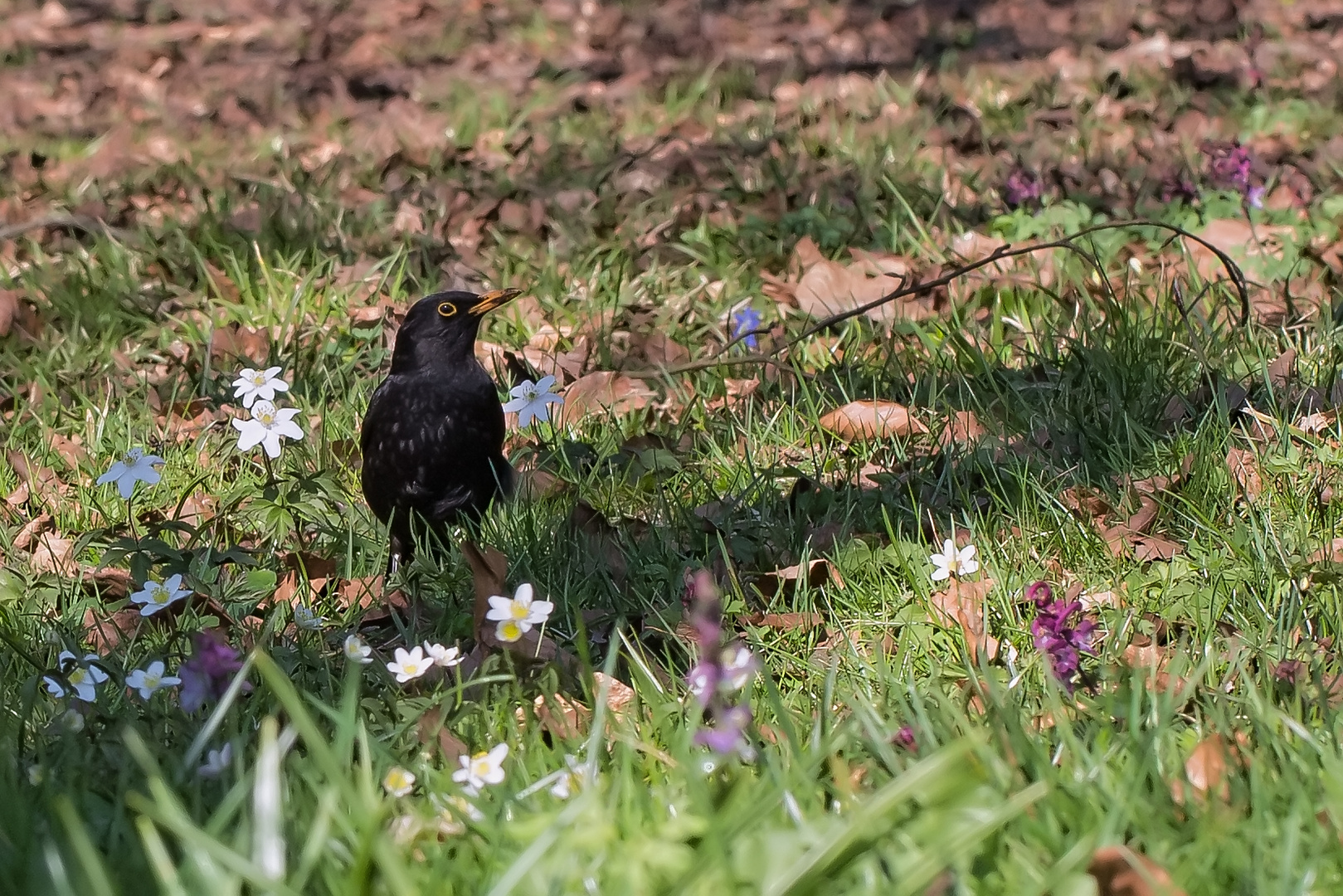 Frühlingserwachen