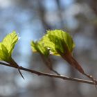 Frühlingserwachen