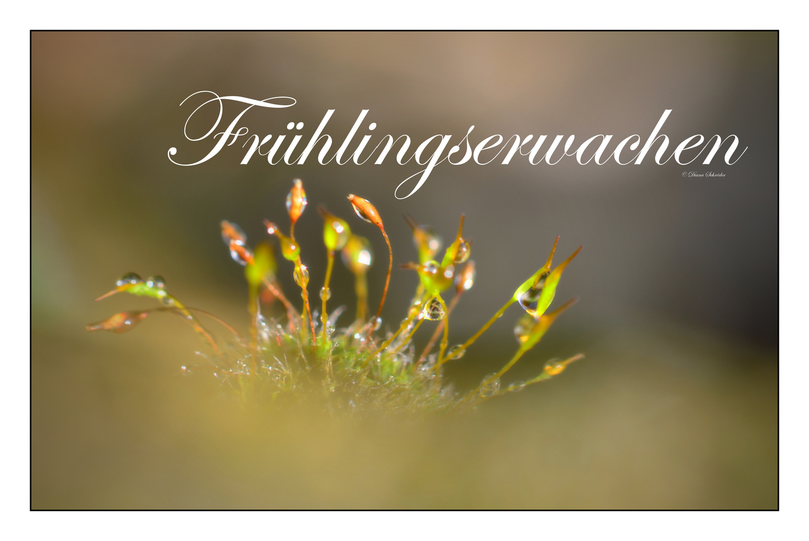 Frühlingserwachen