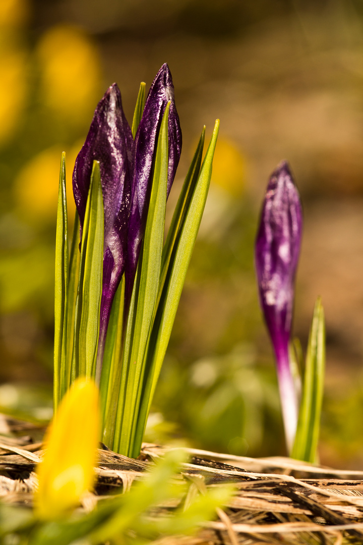 Frühlingserwachen