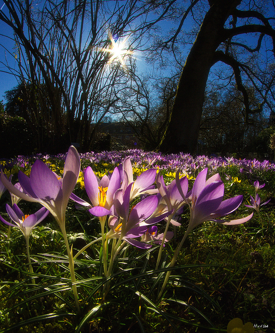 Frühlingserwachen