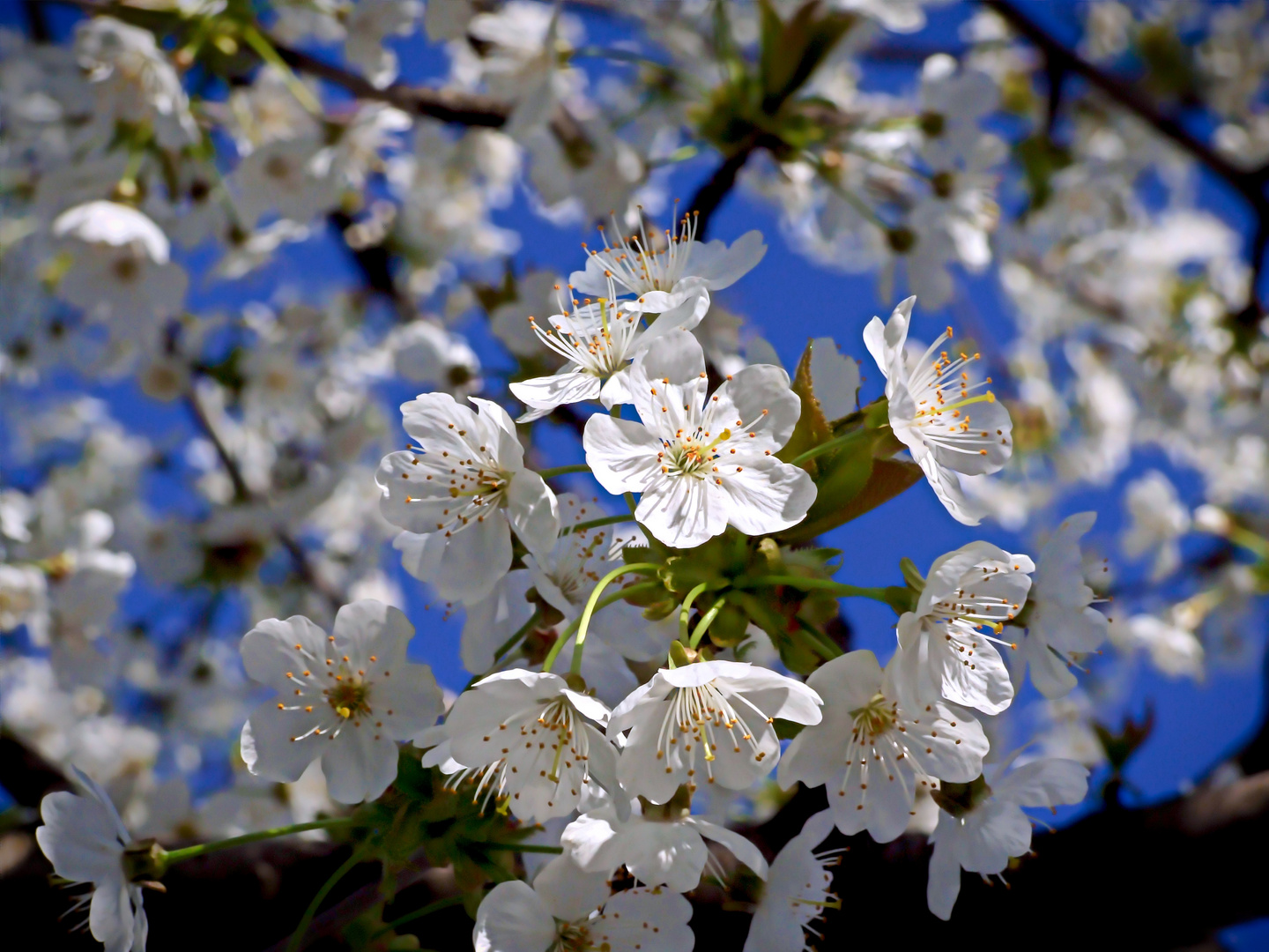 Frühlingserwachen - Die Kirschblüte hat begonnen / Ein Blütentraum