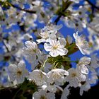 Frühlingserwachen - Die Kirschblüte hat begonnen / Ein Blütentraum