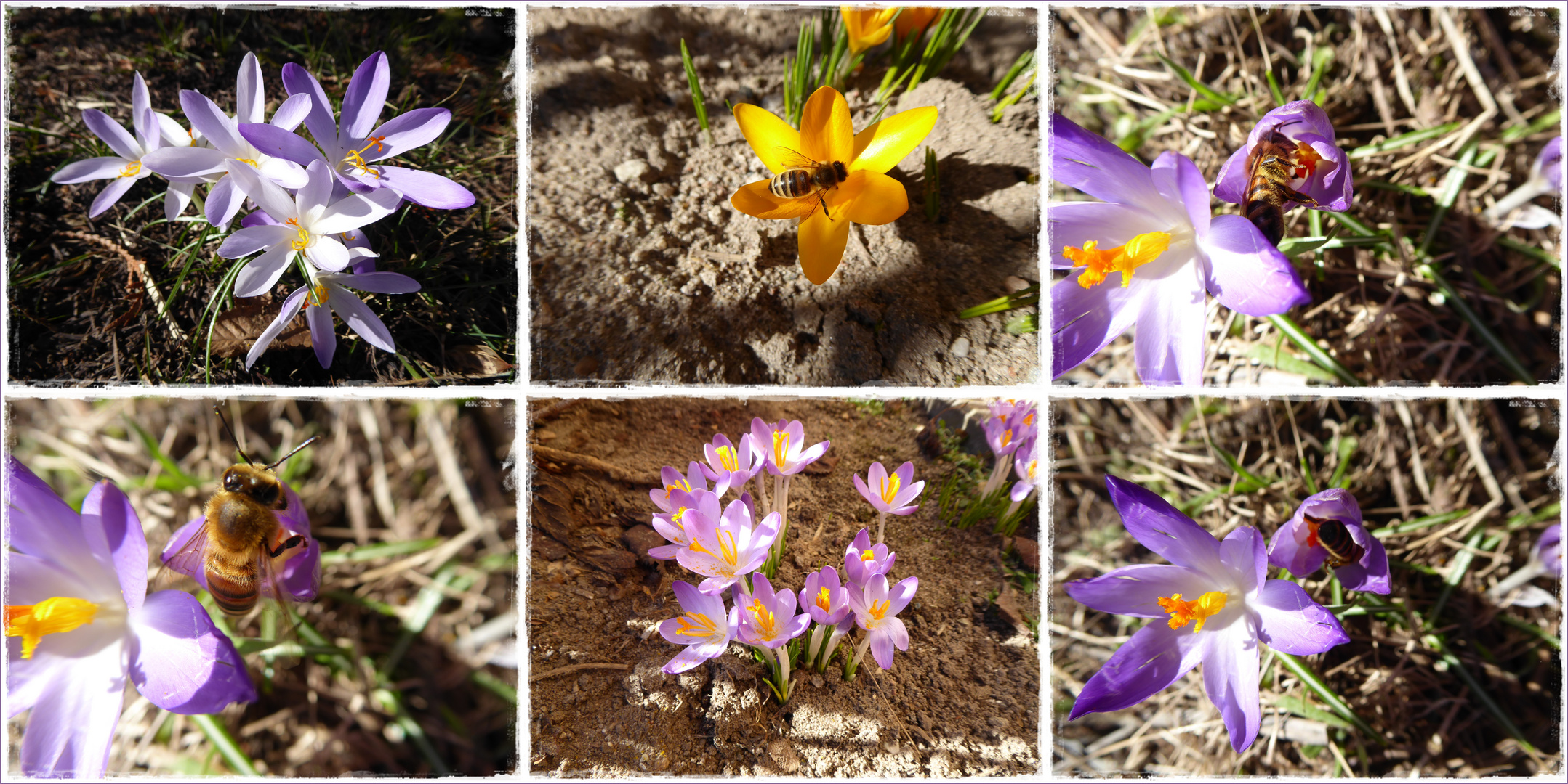 Frühlingserwachen - die Krokusse geben ersten Nektar