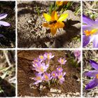 Frühlingserwachen - die Krokusse geben ersten Nektar