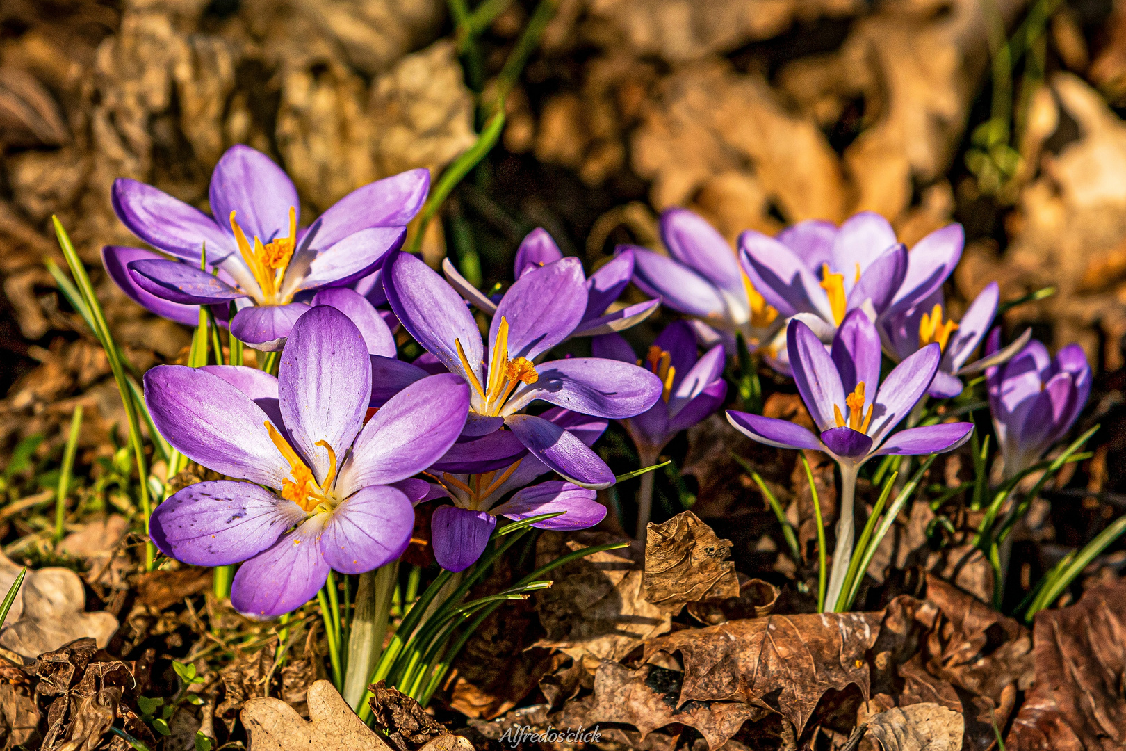 Frühlingserwachen