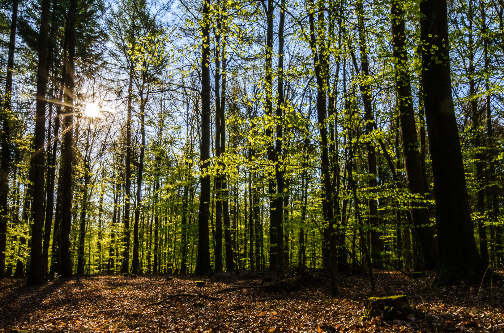 Frühlingserwachen