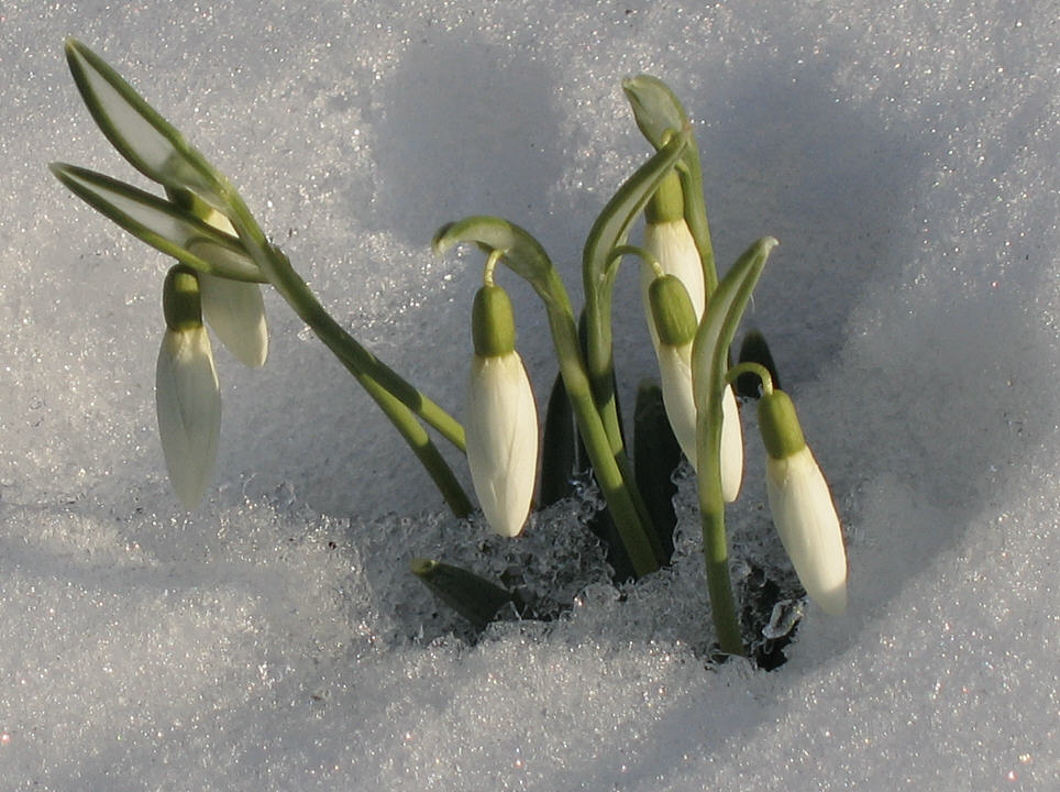 Frühlingserwachen