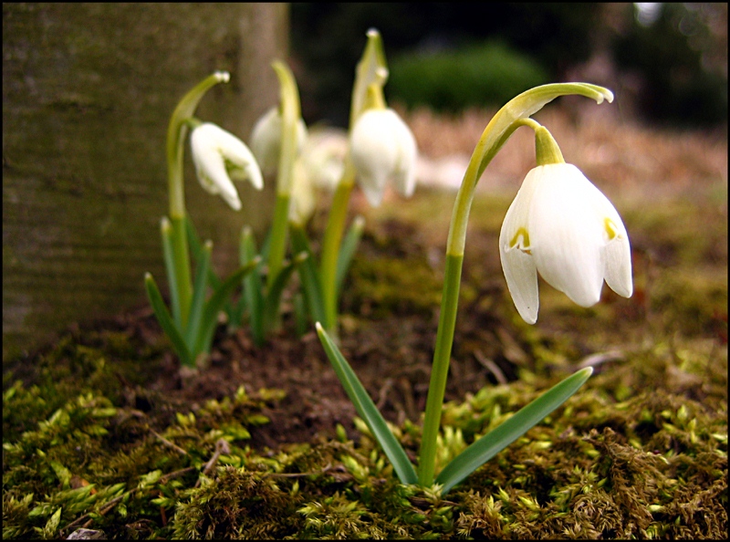 Frühlingserwachen!