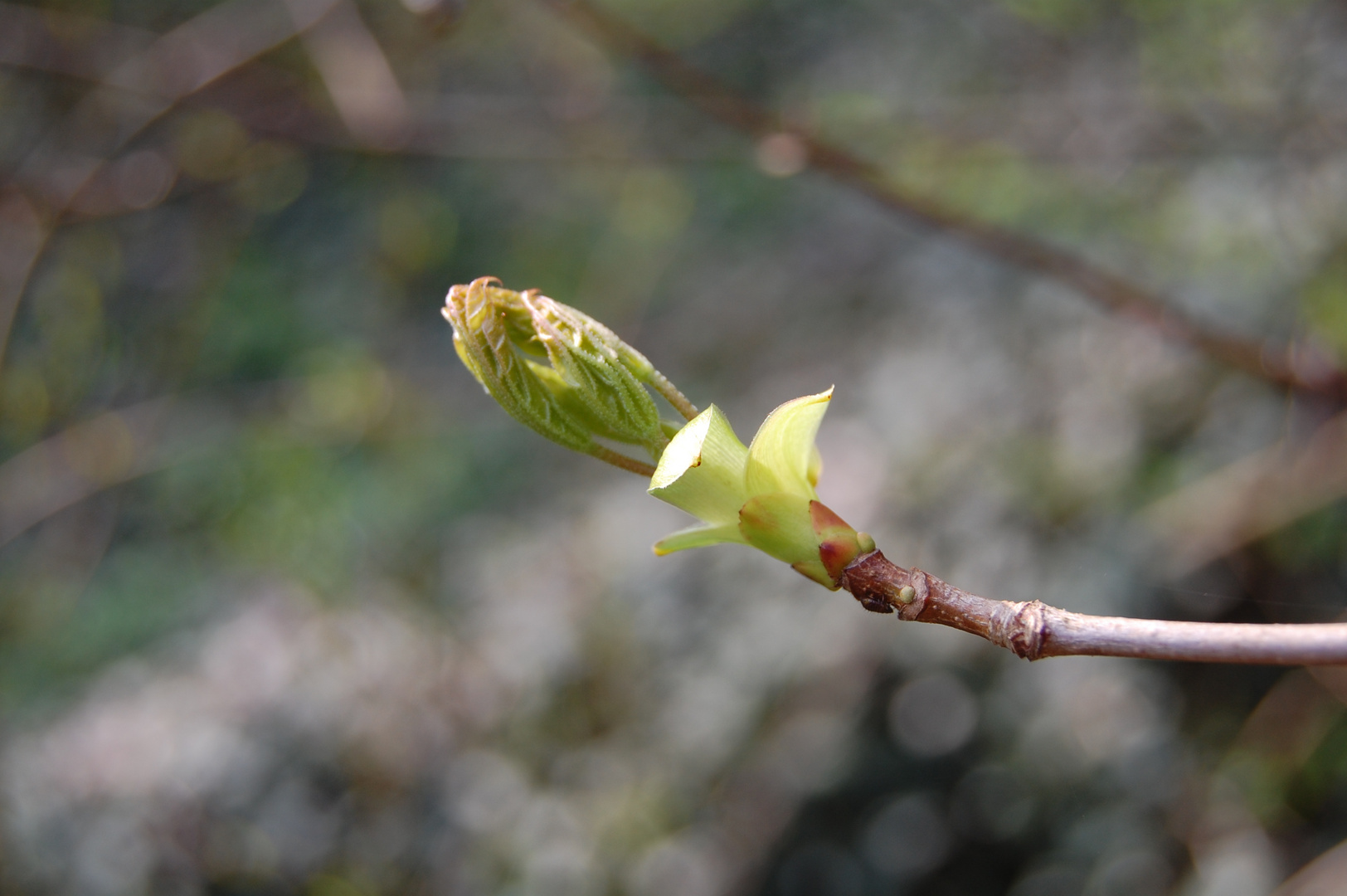 Frühlingserwachen