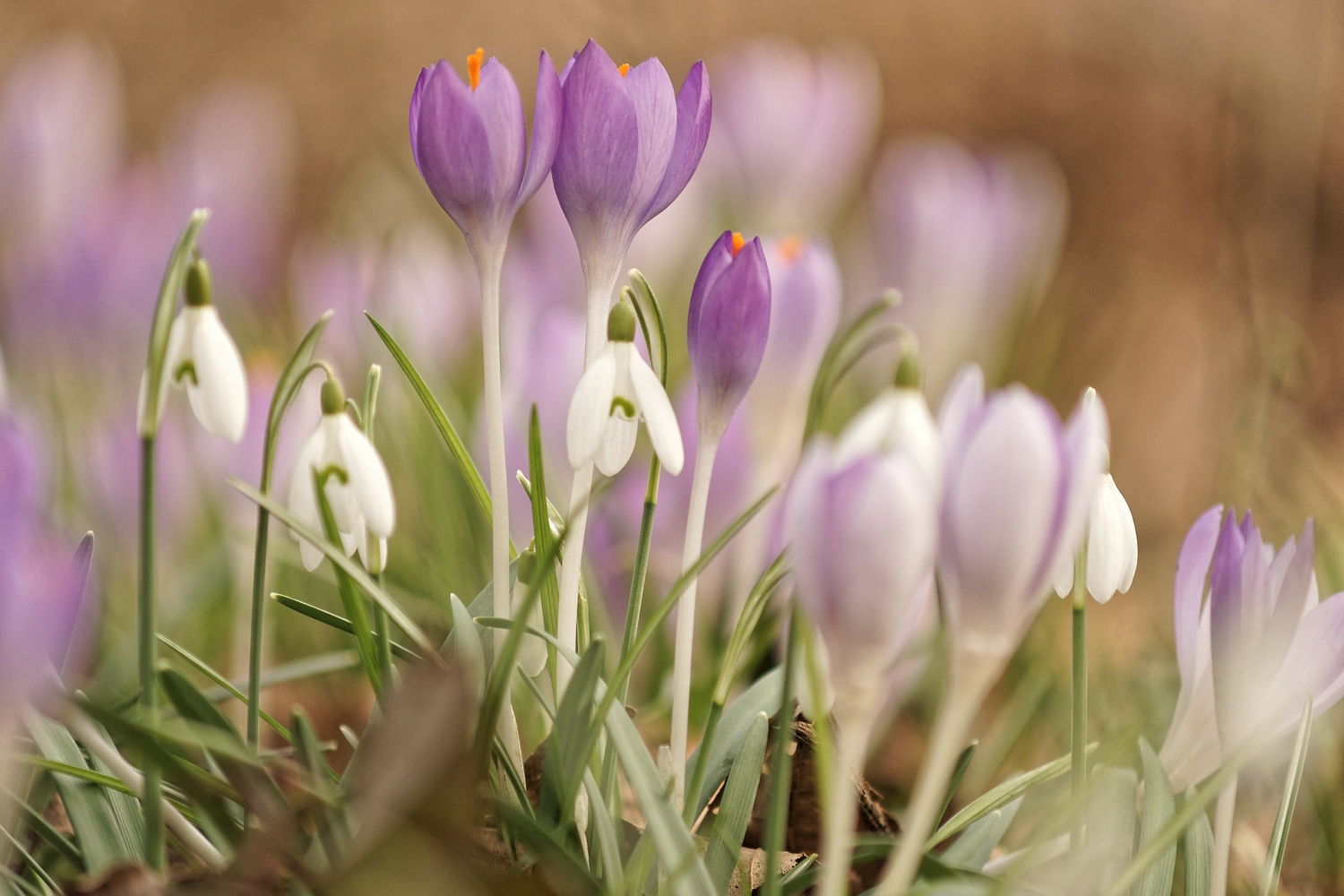 Frühlingserwachen