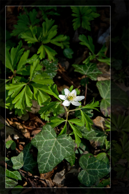 Frühlingserwachen