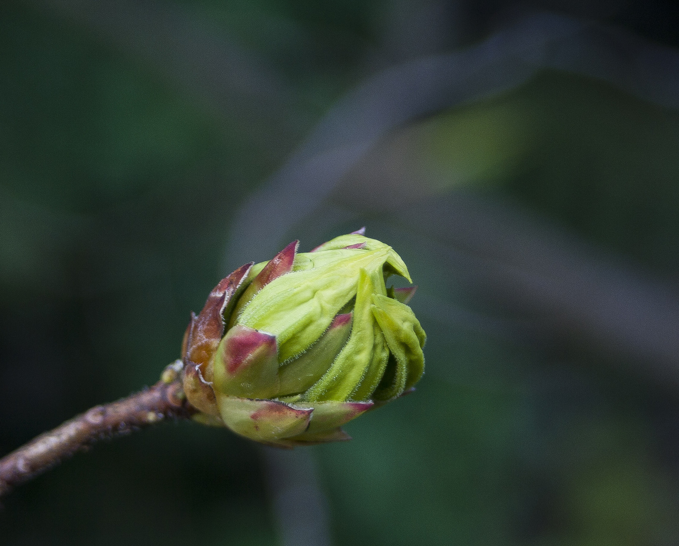 Frühlingserwachen