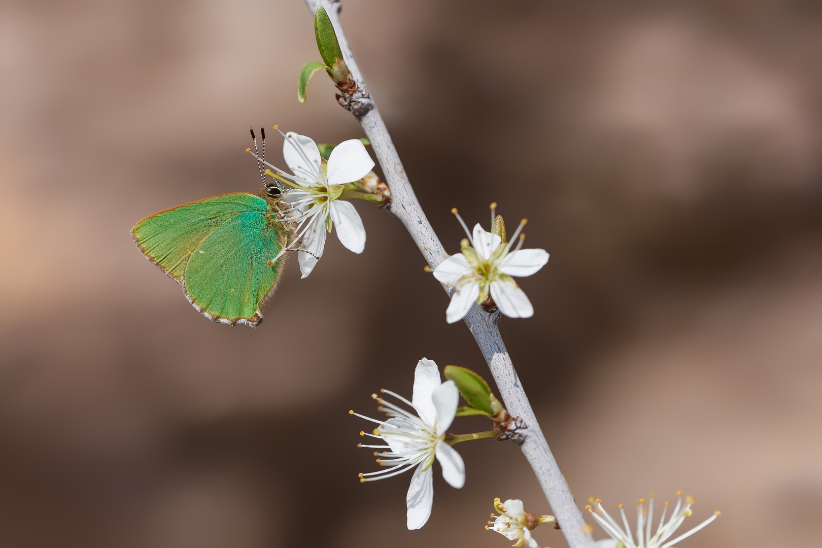 Frühlingserwachen