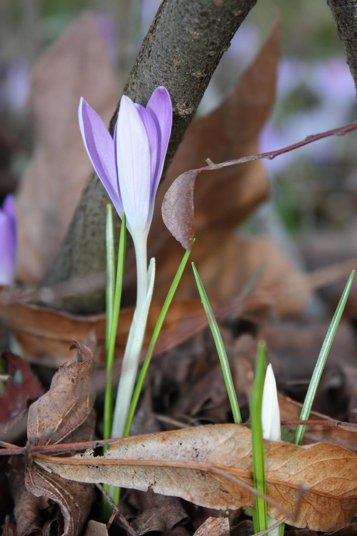 Frühlingserwachen