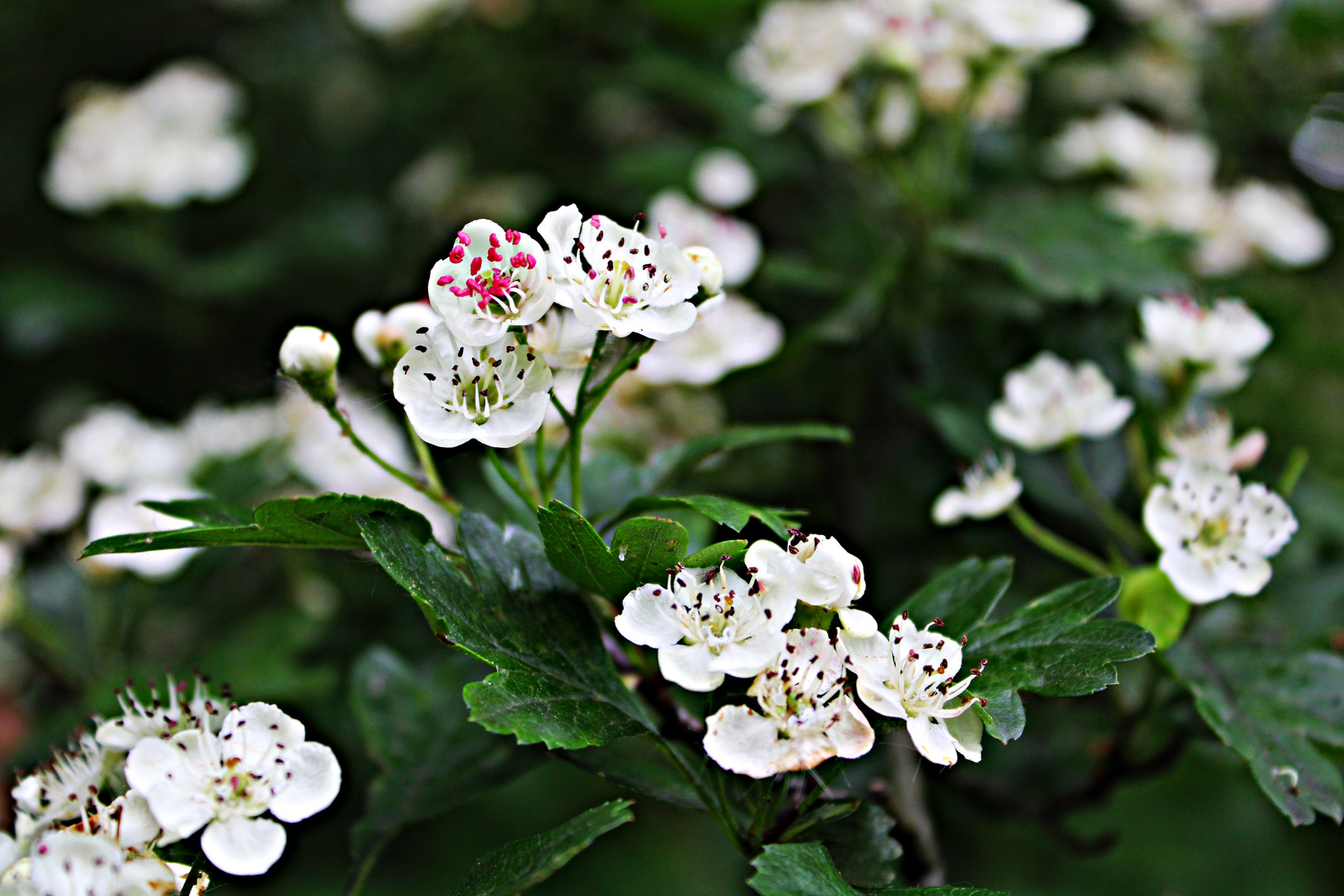 Frühlingserwachen