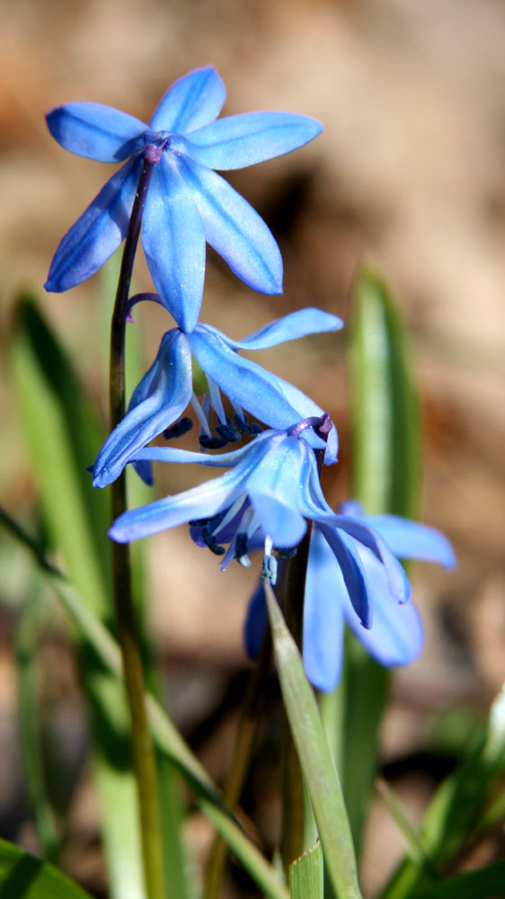 Frühlingserwachen