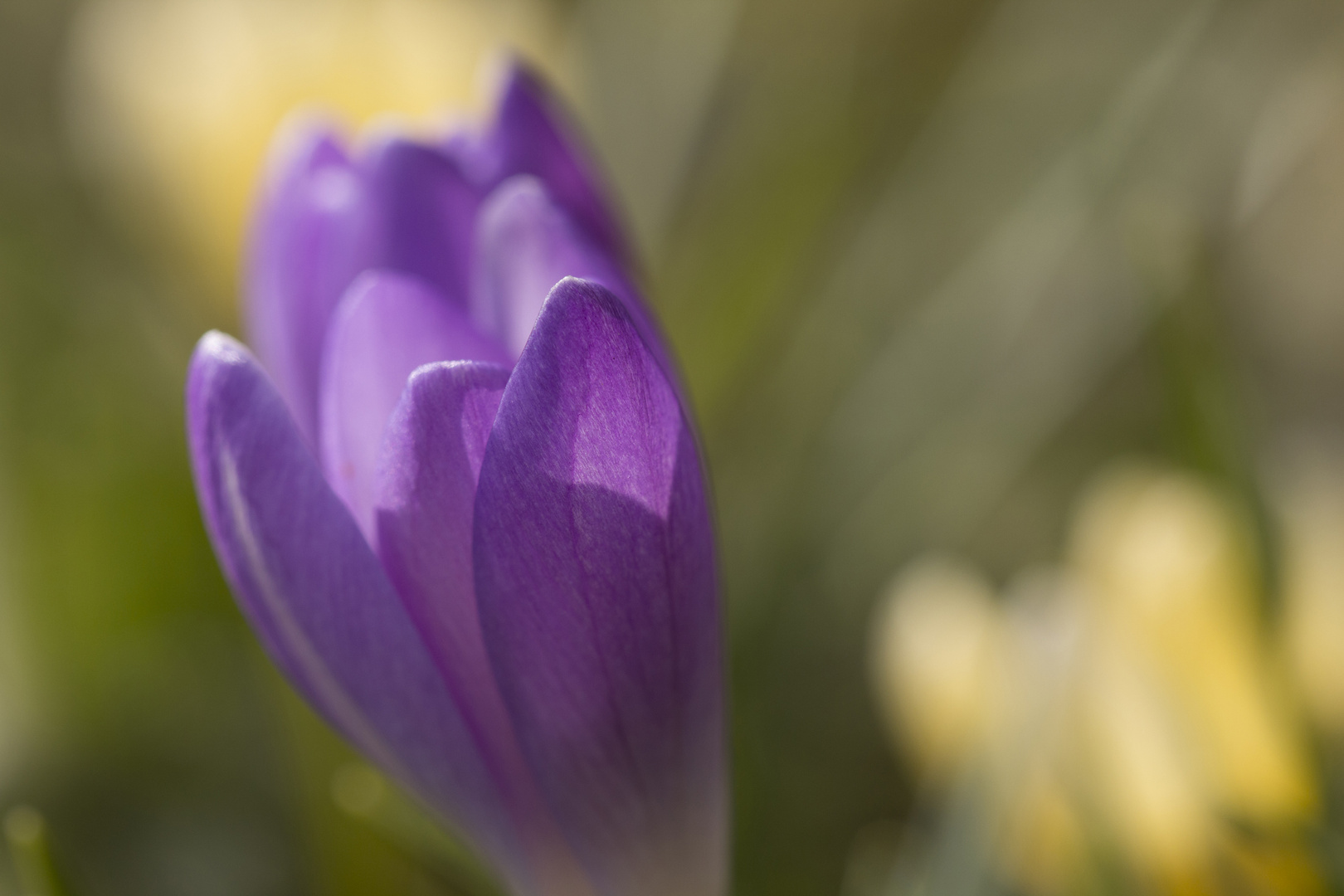 Frühlingserwachen