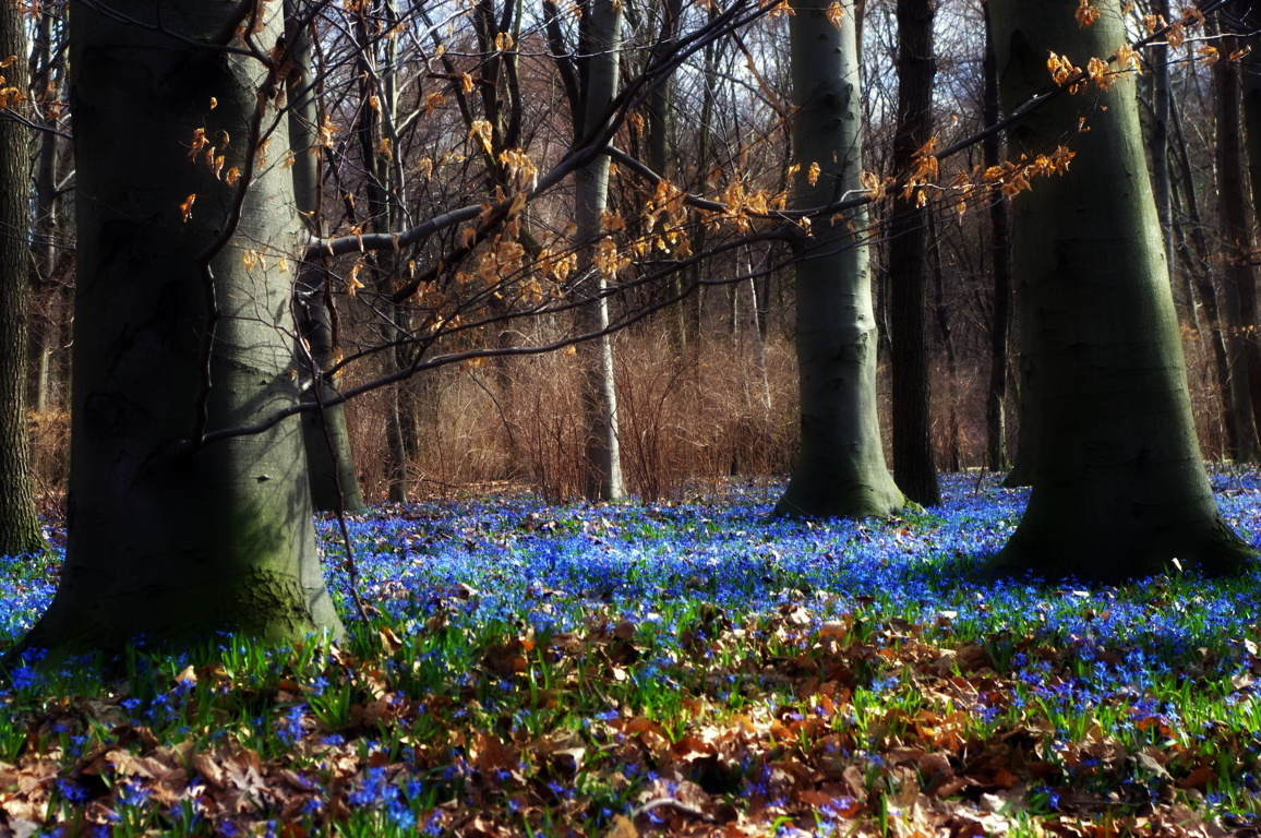 Frühlingserwachen