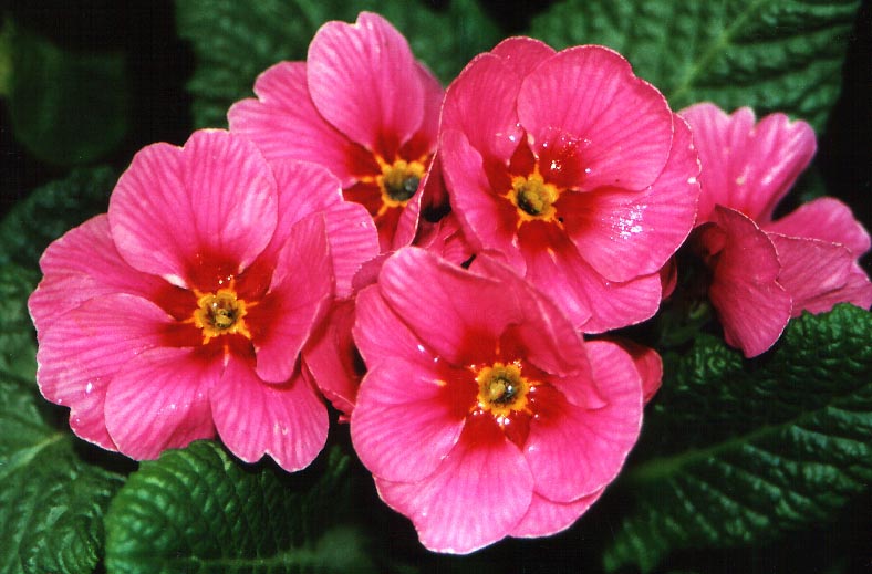 Frühlingserwachen