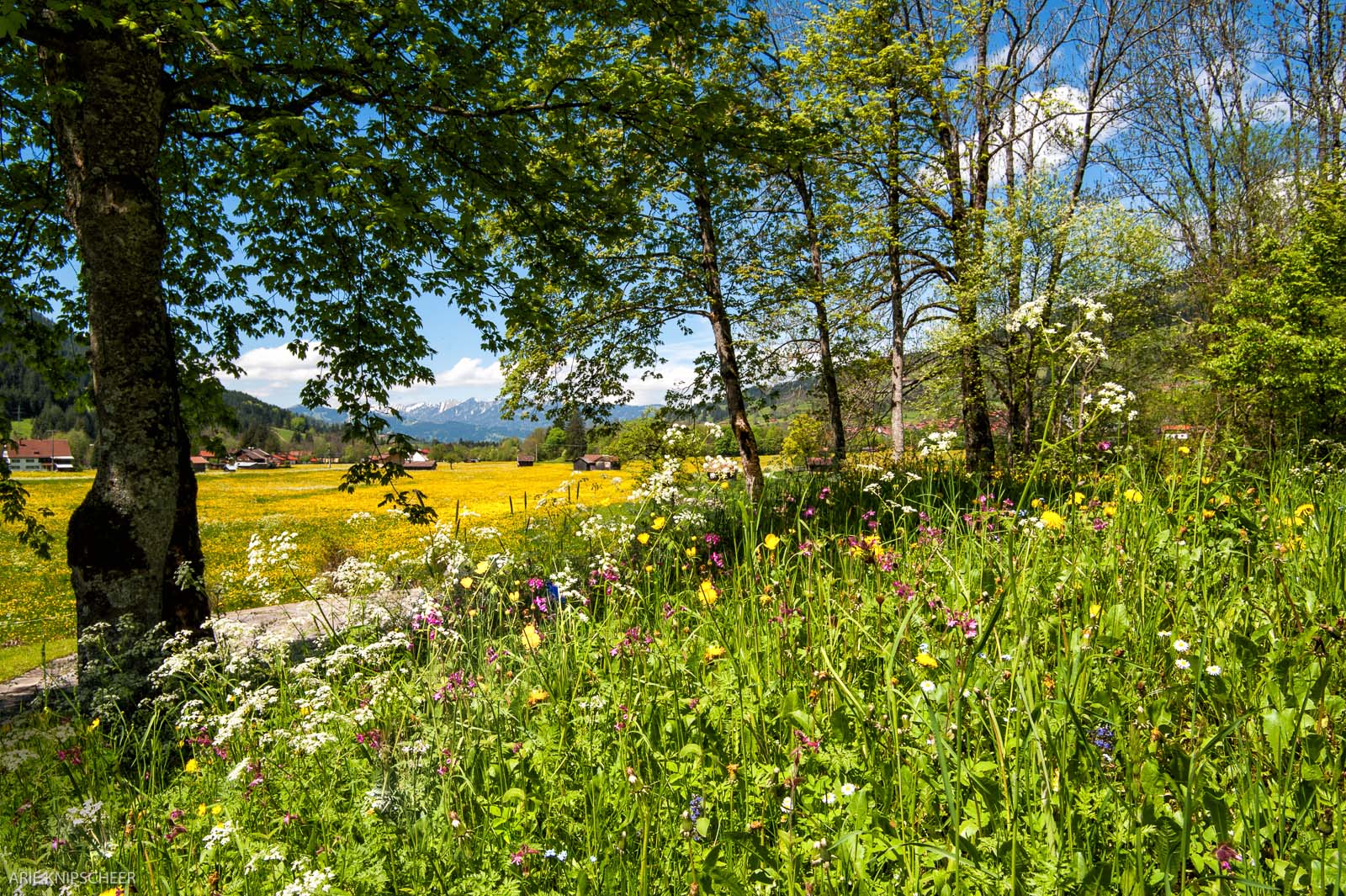 Frühlingserwachen