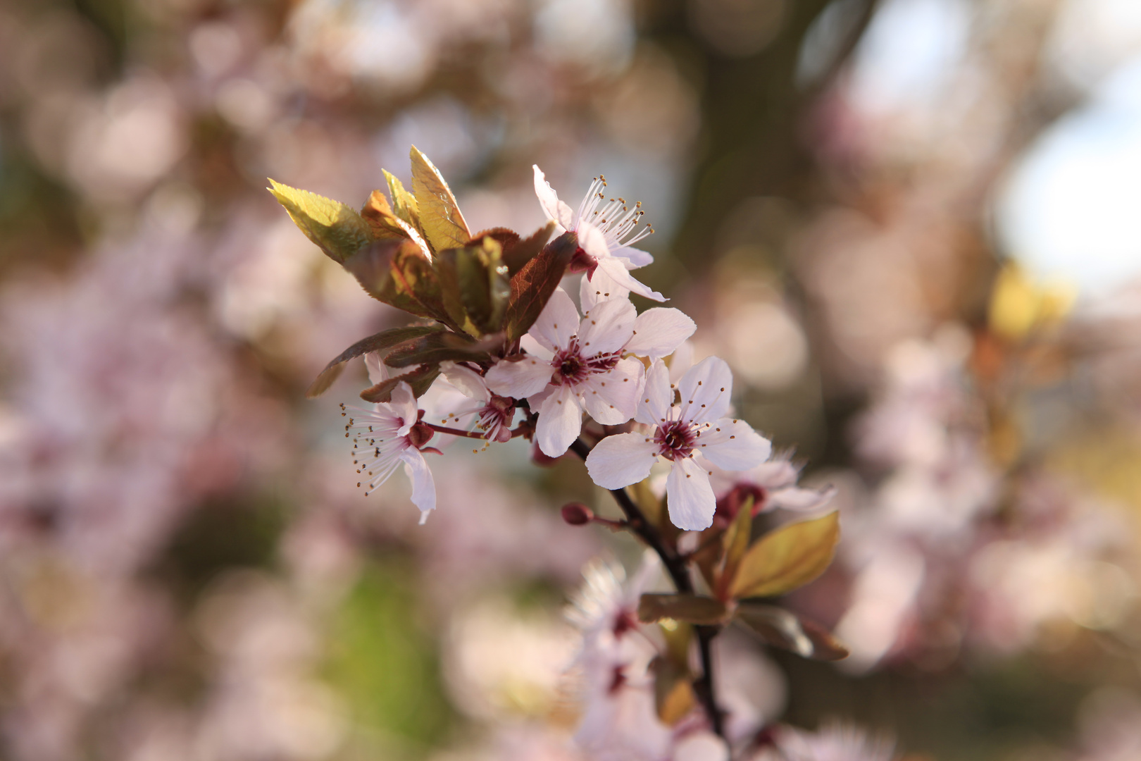 Frühlingserwachen