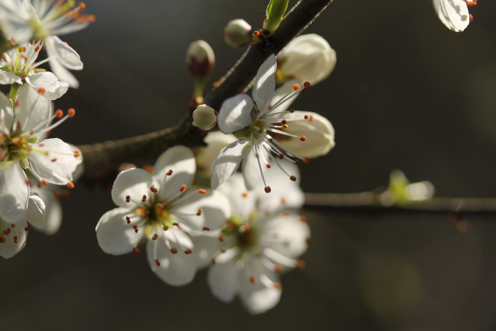 Frühlingserwachen