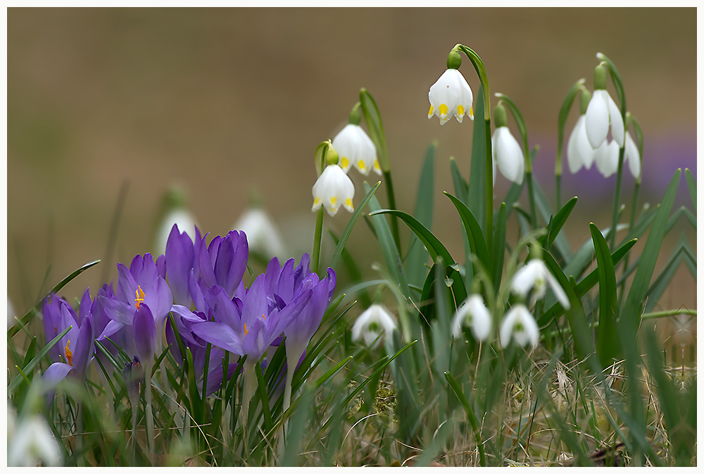 Frühlingserwachen