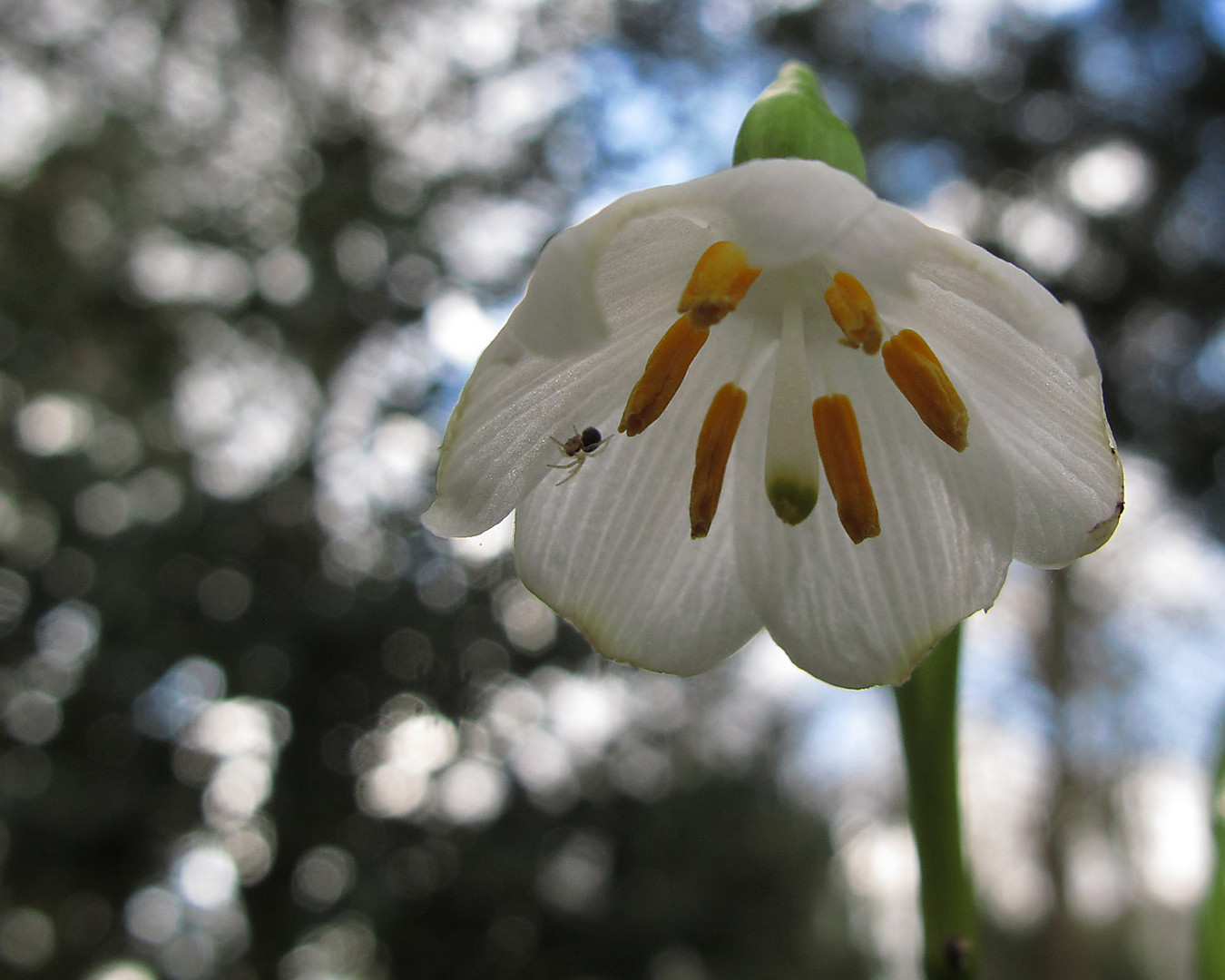 Frühlingserwachen