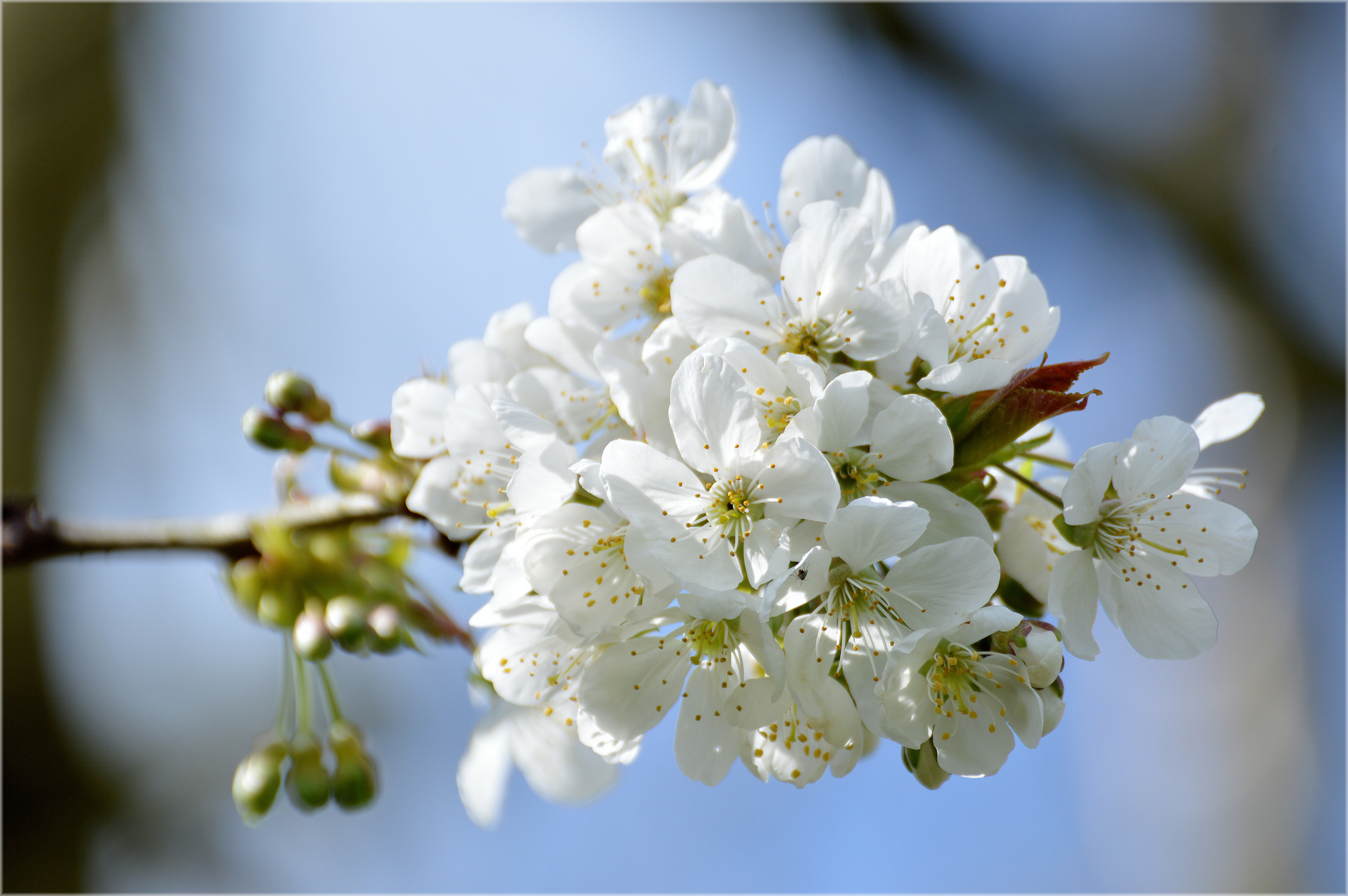 Frühlingserwachen