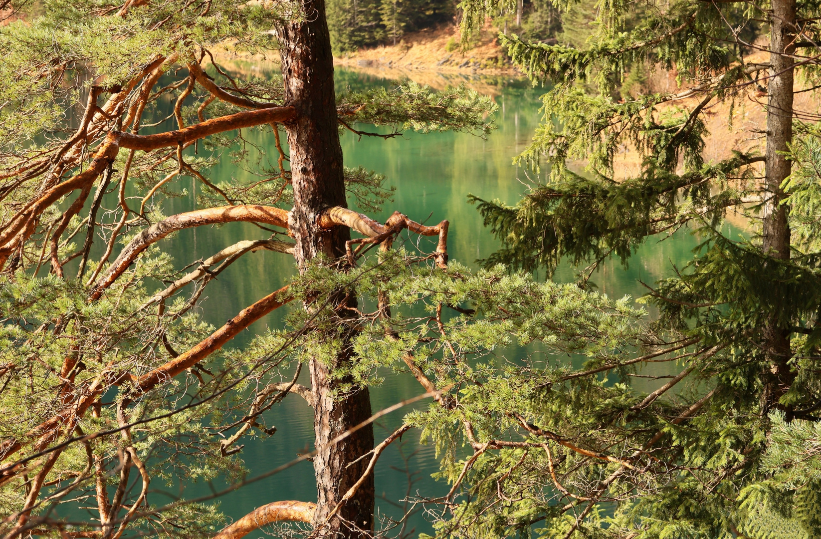 Frühlingserwachen Eibsee III