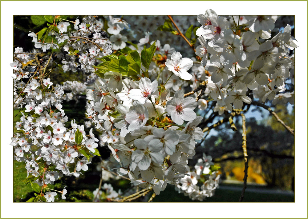 "Frühlingserwachen": Es dringen Blüten aus jedem Zweig . . .