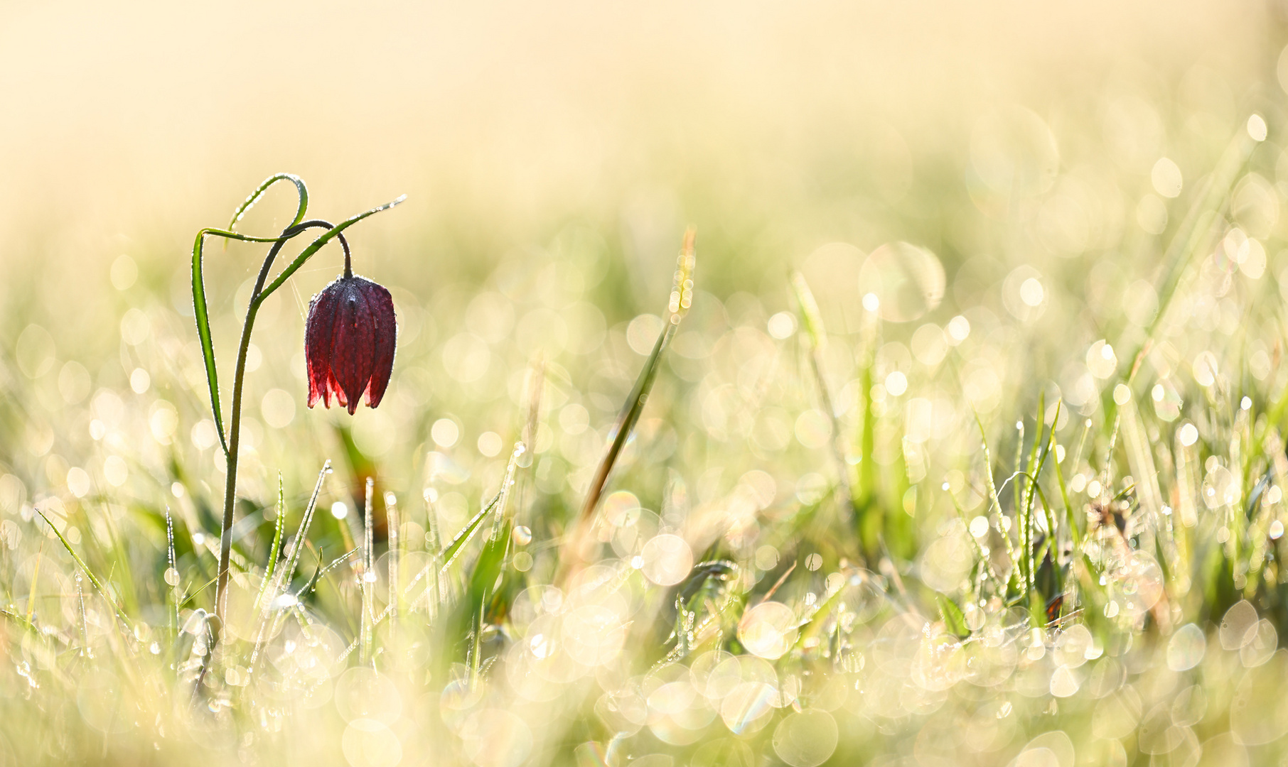 Frühlingserwachen