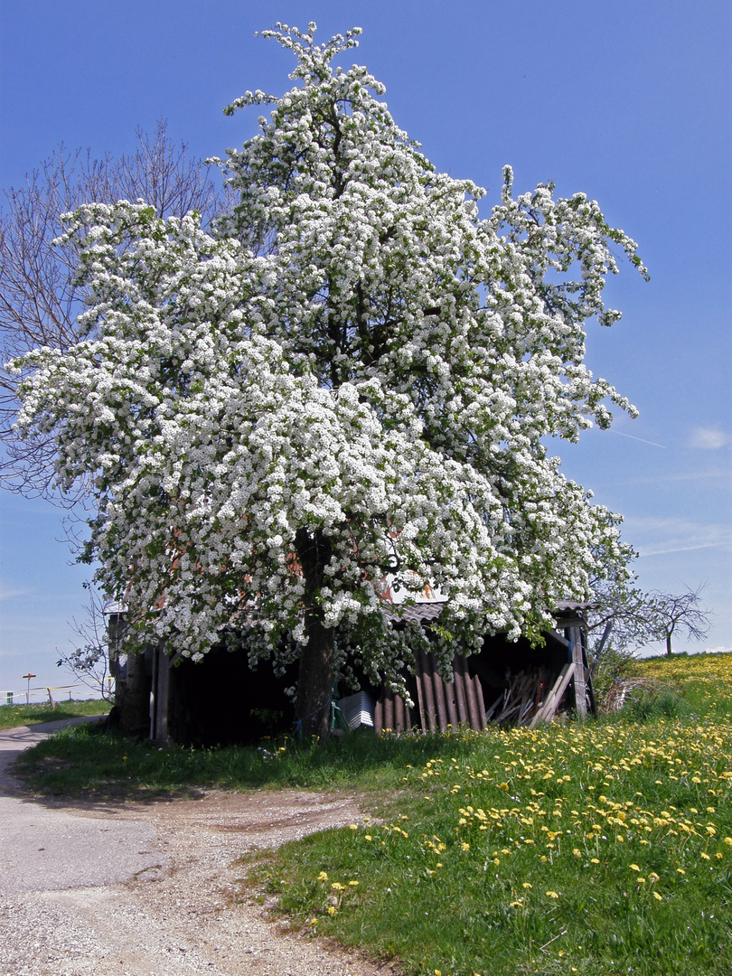 Frühlingserwachen