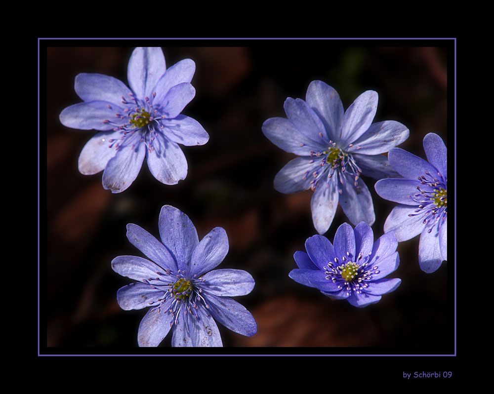 Frühlingserwachen