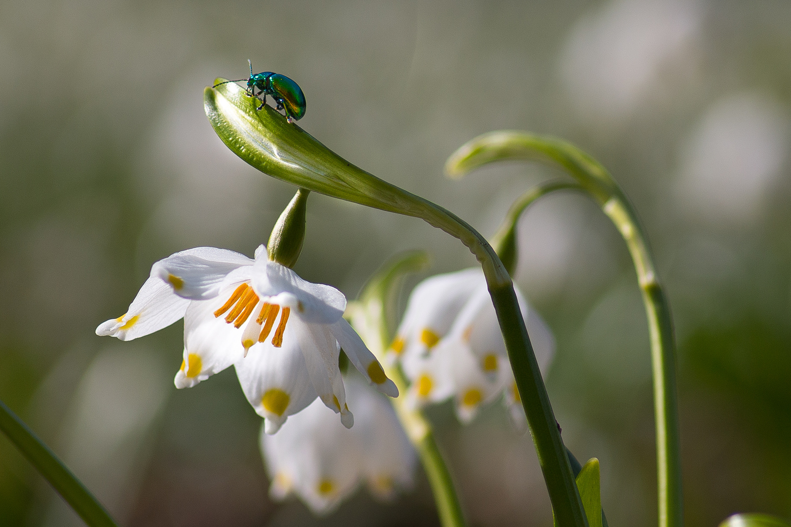 Frühlingserwachen