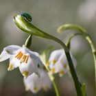 Frühlingserwachen