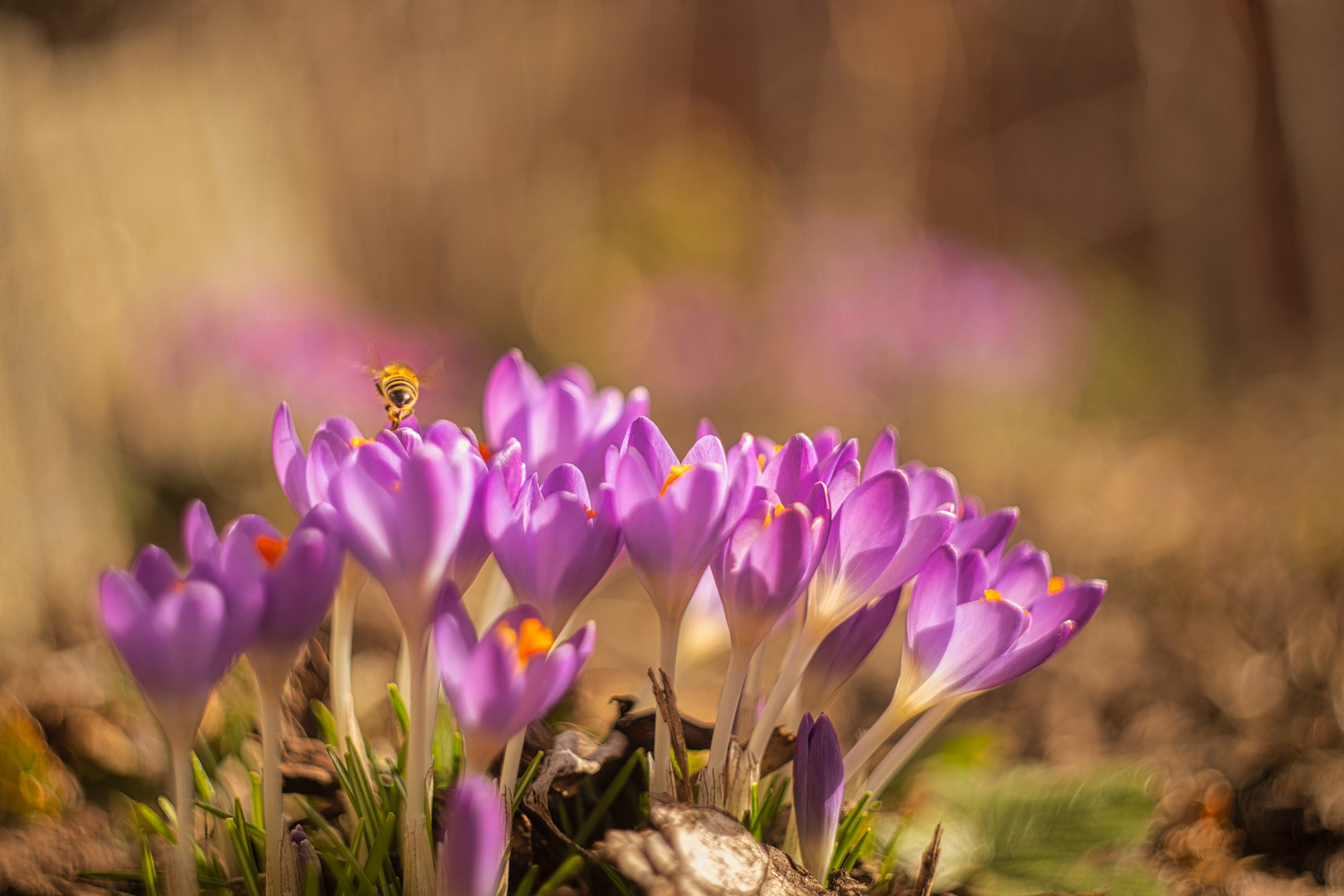 Frühlingserwachen