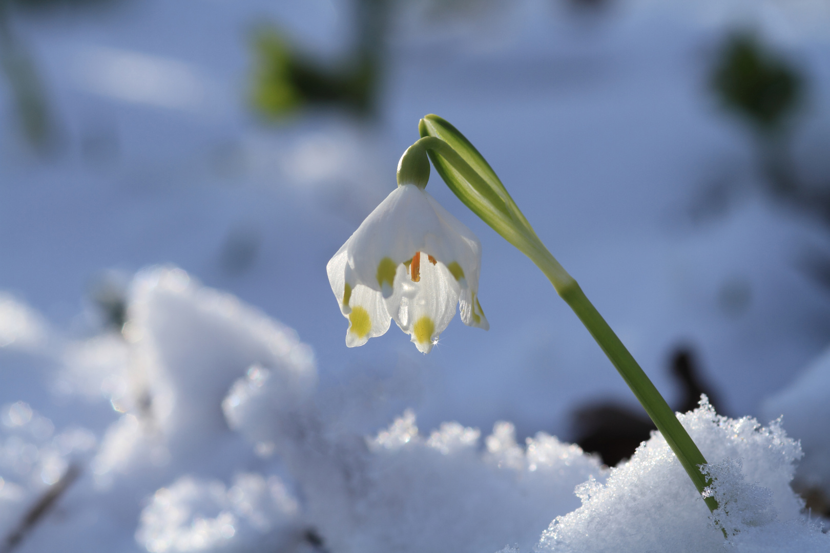 Frühlingserwachen