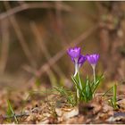 "Frühlingserwachen"