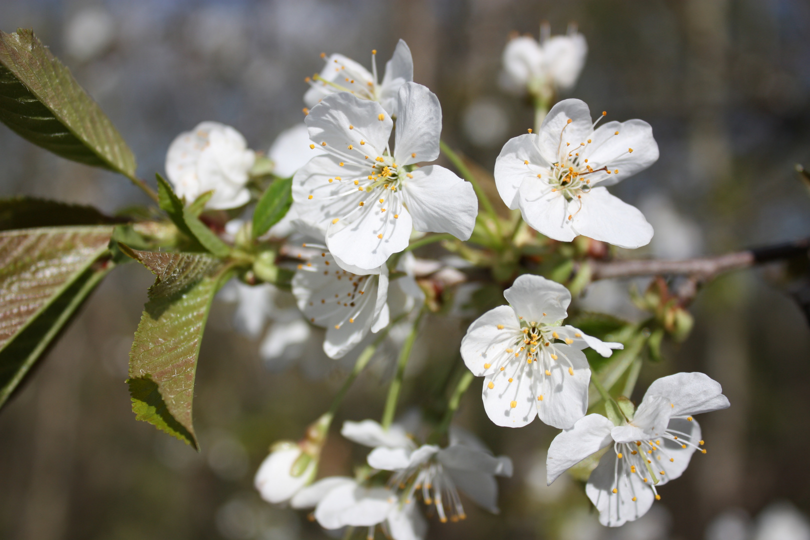 Frühlingserwachen