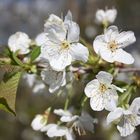 Frühlingserwachen