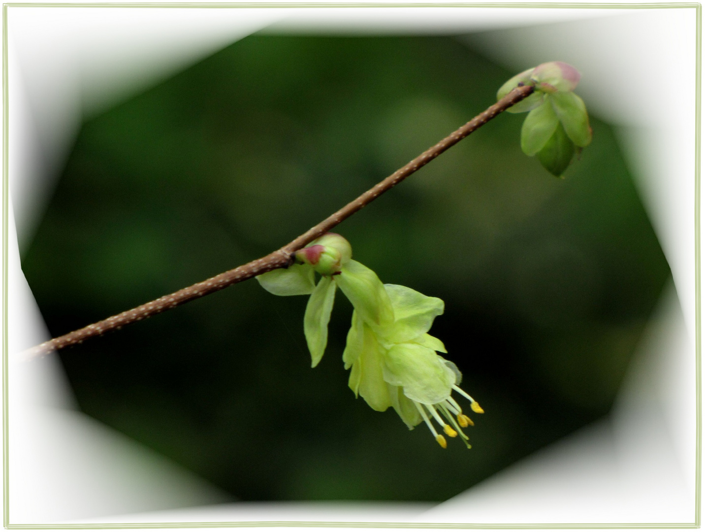 Frühlingserwachen