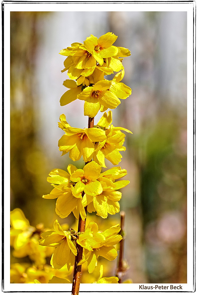 Frühlingserwachen