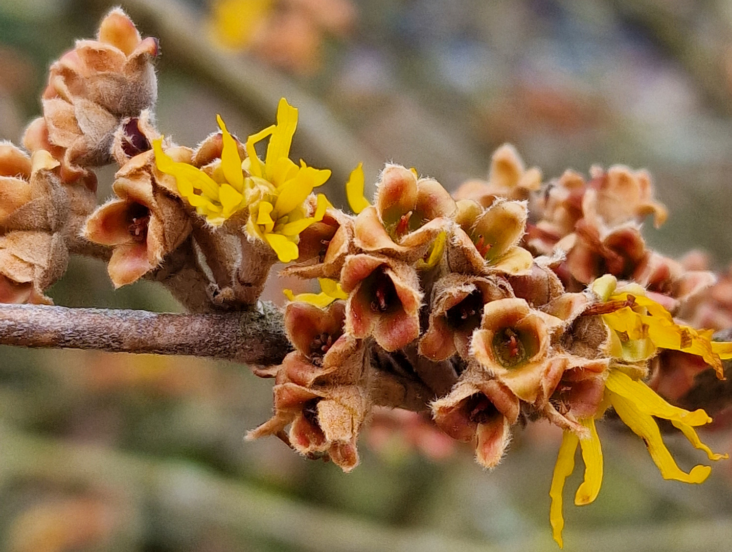 Frühlingserwachen