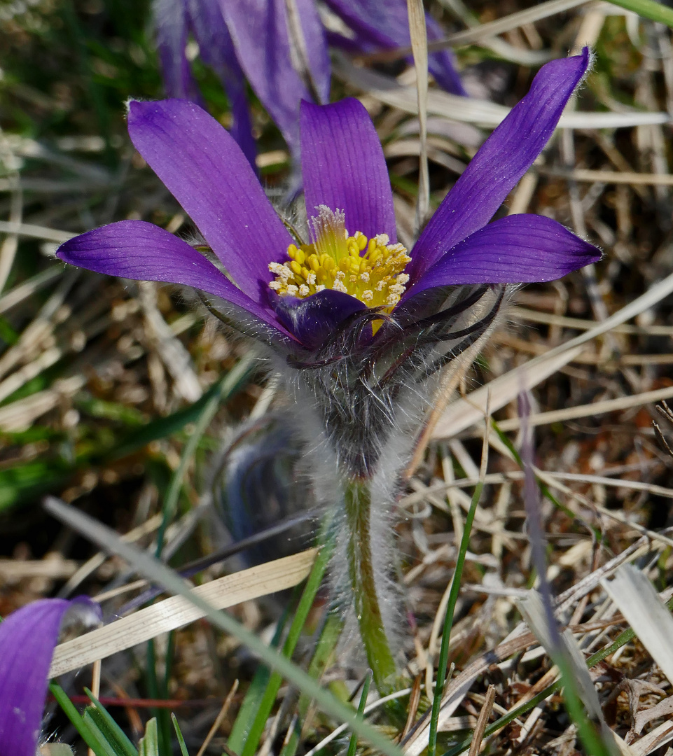 Frühlingserwachen